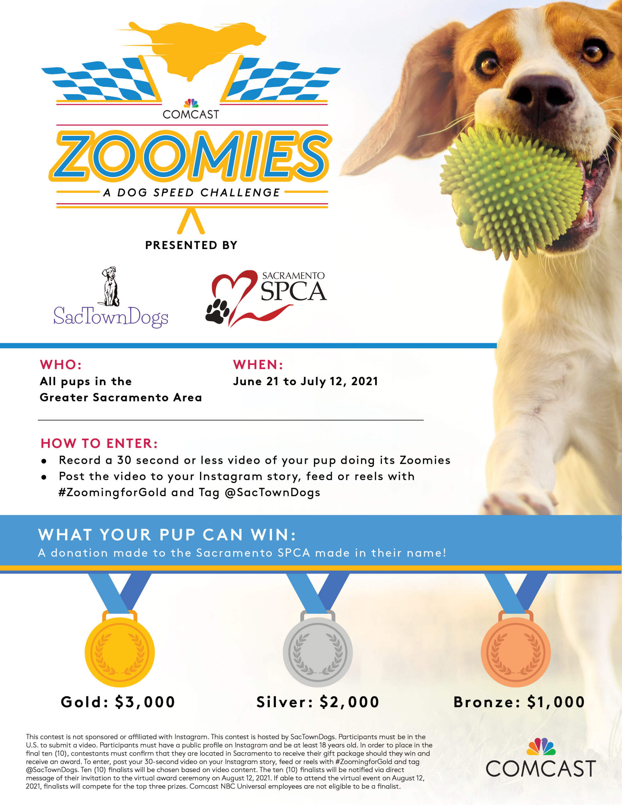 Indoor Activites for Your Dog - Sacramento SPCA