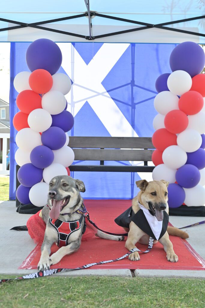 Two tan dogs lay down and smile on a red carpet with red, white, and blue balloons in the background at Xfinity's booth at Tesoro Viejo in Madera