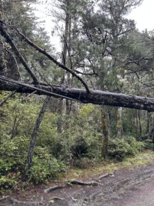 downed tree on power line