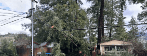 Downed Tree on Utility Pole