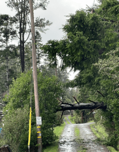 Downed Tree on Utility Pole 