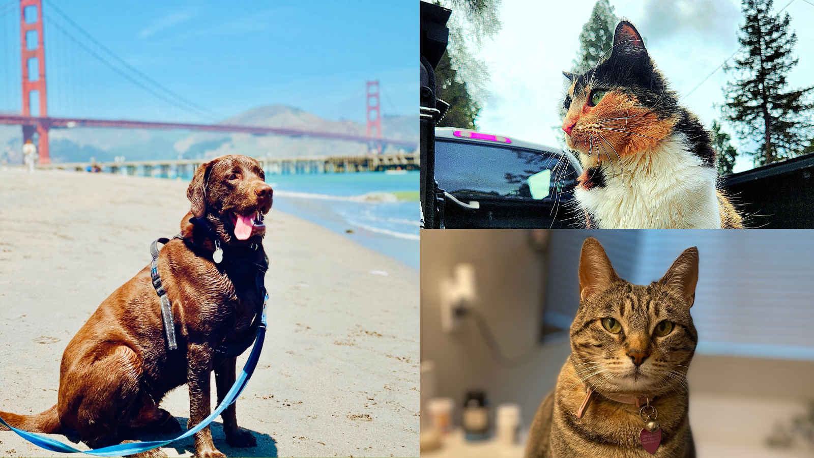 Celebrating National Pet Day with Comcast Pets