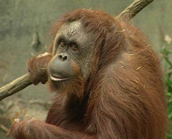Woodland Park Zoo orangutan