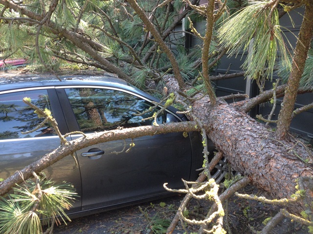 tree fallen on a car hood