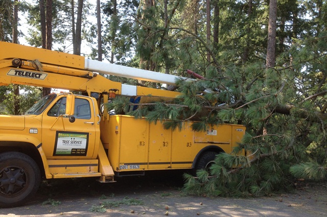 tree service removing large tree