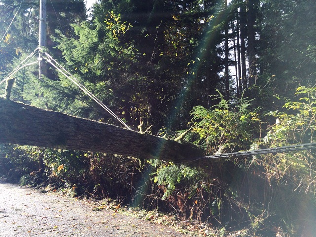 tree on lines