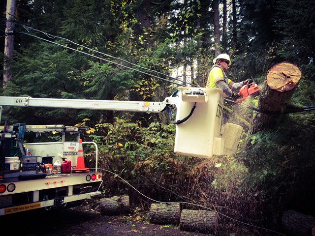 tech sawing tree