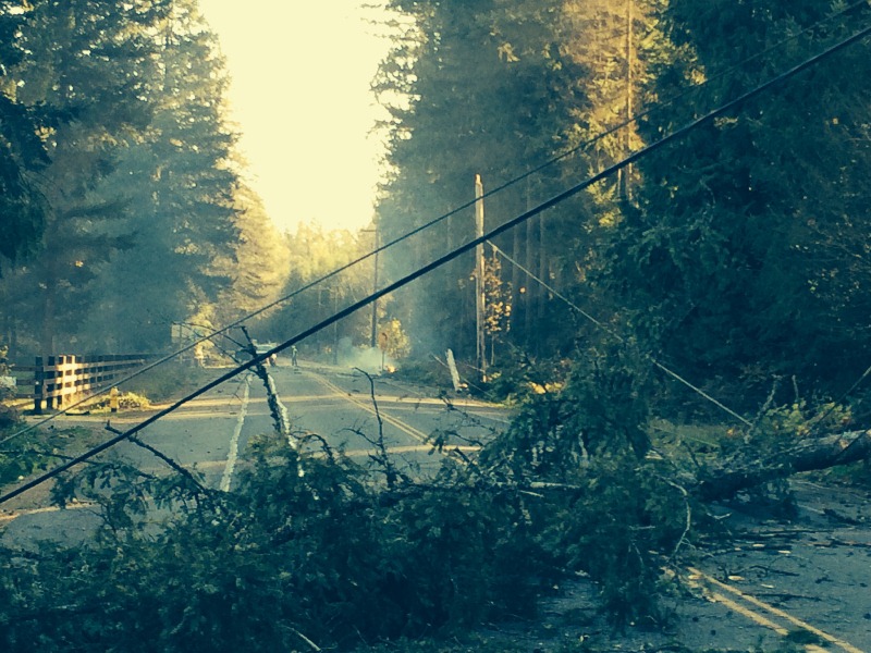 trees, poles and a fire on Black Diamond Road in Auburn