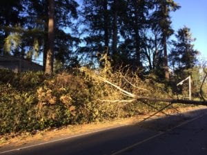 tree and pole damage