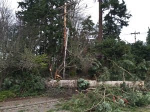 messed up roadway and lines in Olympia with trees everywhere