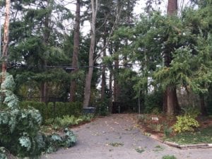 messed up roadway and lines in Olympia with trees everywhere
