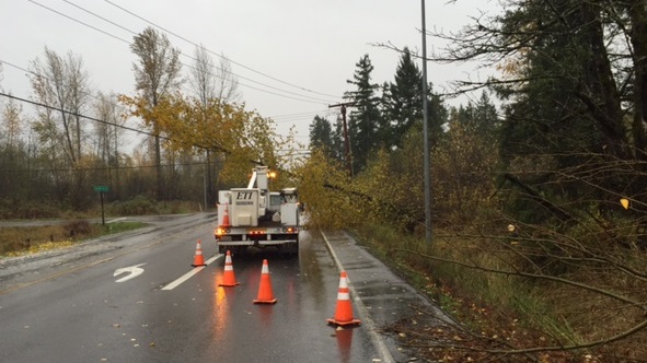tree over road in Puyallup