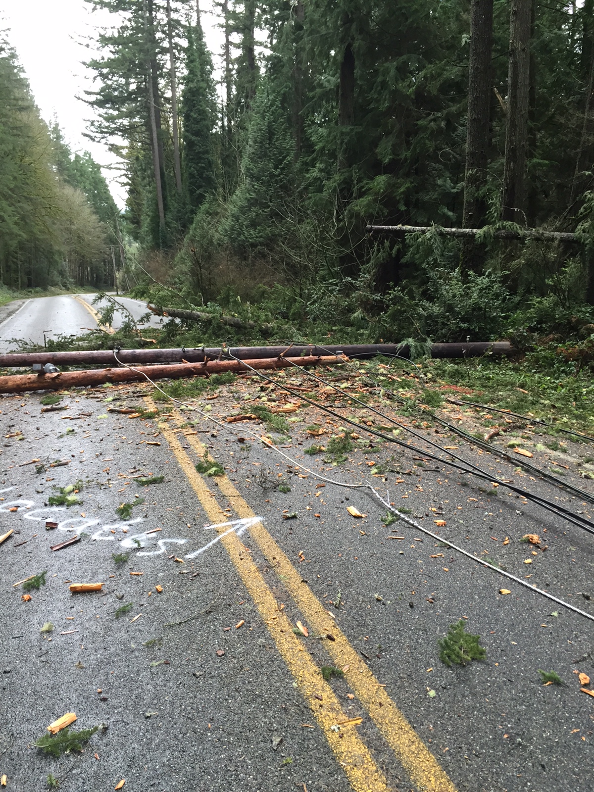 trees down on lines