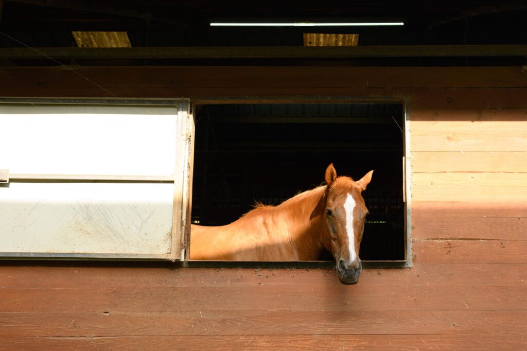 Light brown horse looking outside a sliding window of stable