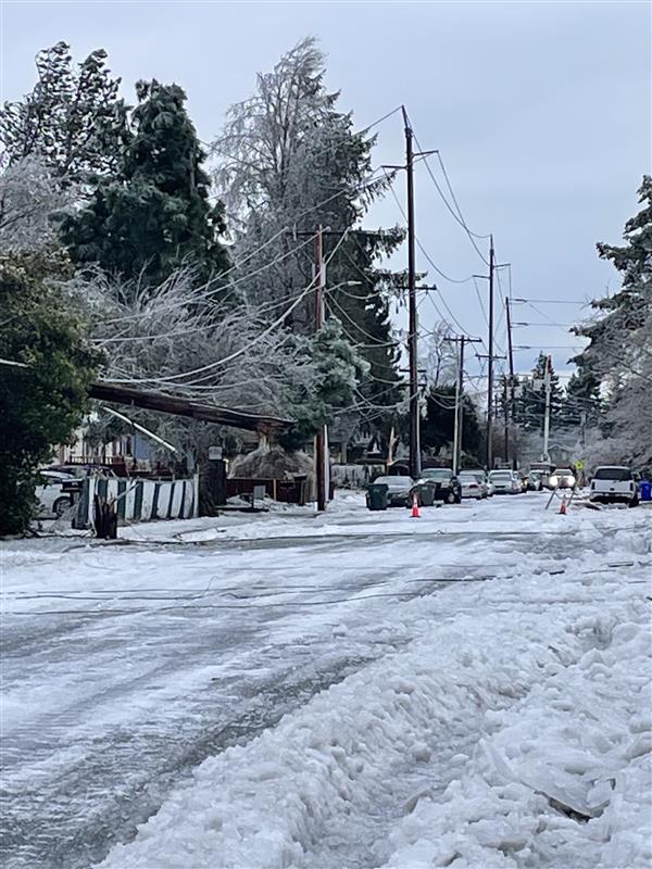 A downed tree and power and cable lines by a road.