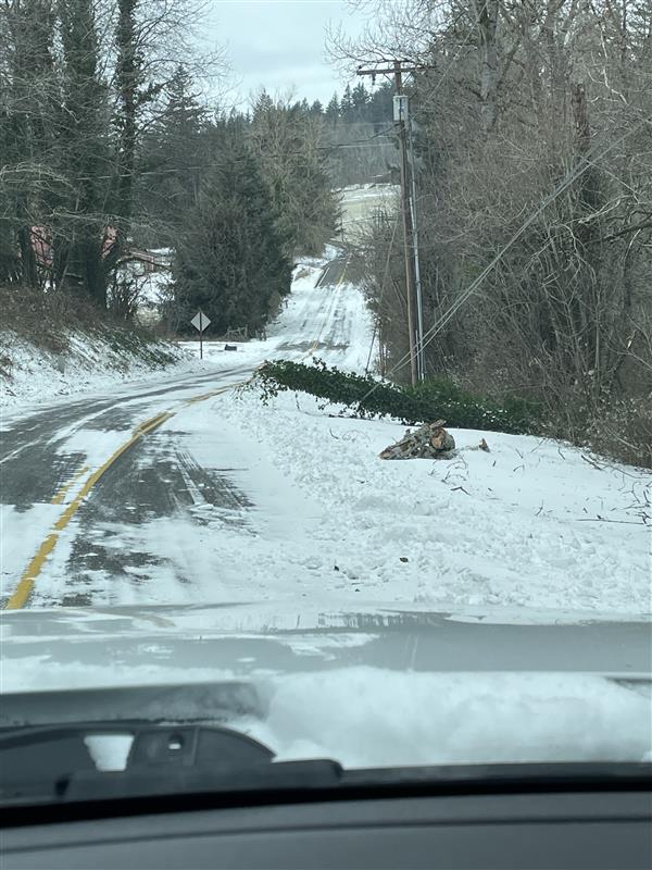 A downed tree in snow next to a road.