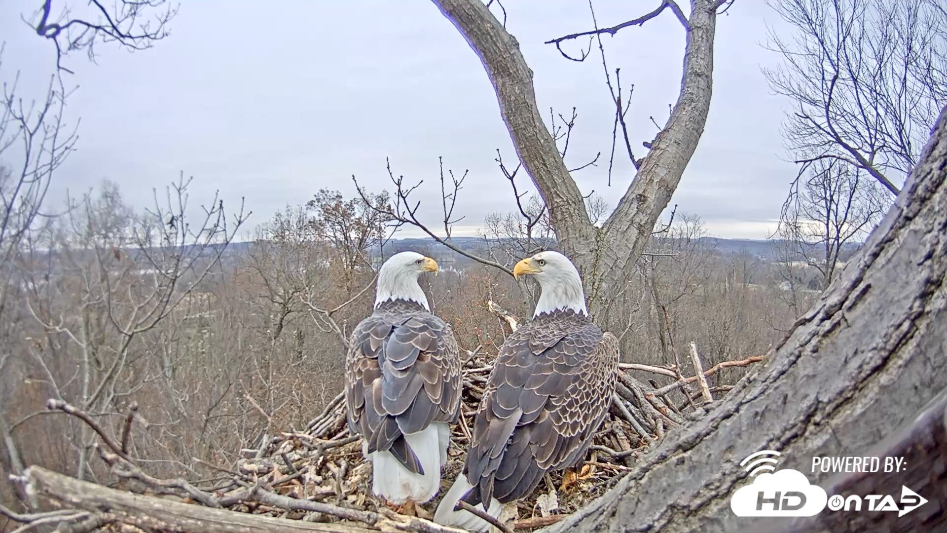 Redding eagles live nest webcam