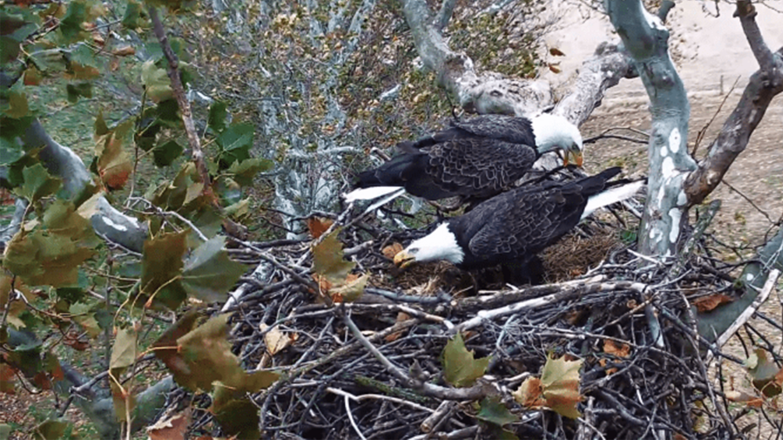 Two bald eagles in a nest.