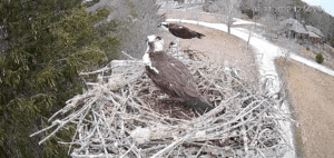Get a Bird’s Eye View of Cape Cod Ospreys with ‘Nest Cam’ Powered by Comcast