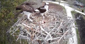 Osprey Update: Incubation Anticipation: No Hatchlings … Yet!