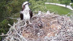 Osprey Update: Blurred Birds and Father's Day Fishing