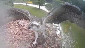 Osprey Update: Three Growing Chicks Learning to Fly!