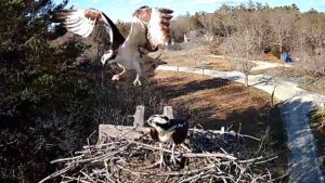 Popular Falmouth Osprey Cam Powered by Comcast Flies in for 2023 Season